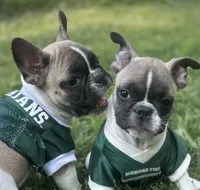 Mike, a male French Bulldog for sale in Howell, MI – 2 of 4