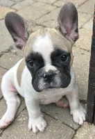 Peter, a male French Bulldog for sale in Howell, MI – 3 of 3