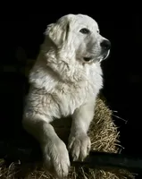 Charlie Brown , a male Great Pyrenees for sale in Howell, MI – 6 of 10