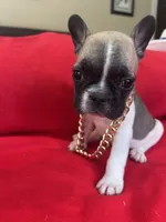Greg, a male French Bulldog for sale in Howell, MI – 7 of 8