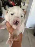 Charlie Brown , a male Great Pyrenees for sale in Howell, MI – 2 of 10