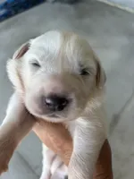Charlie Brown , a male Great Pyrenees for sale in Howell, MI – 9 of 10