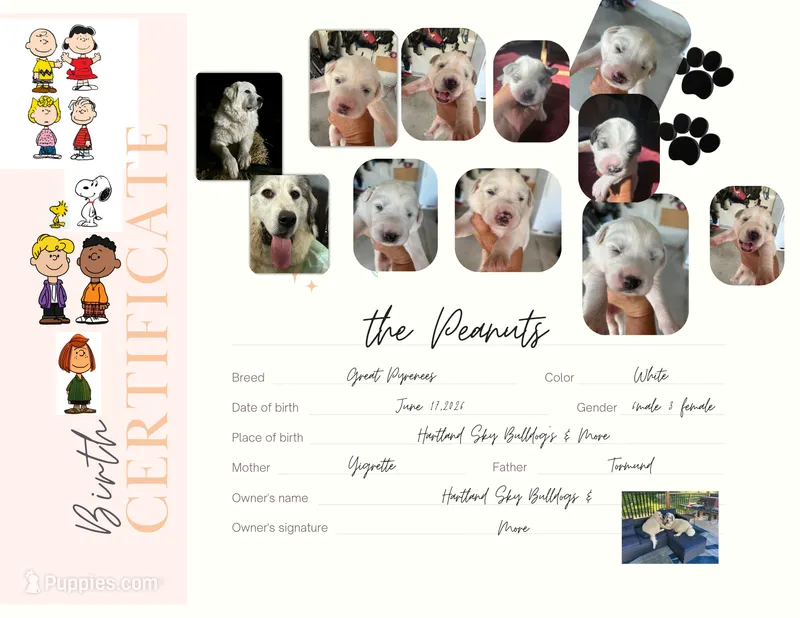 Charlie Brown  – Great Pyrenees puppy for sale in Howell, MI