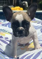 Peter, a male French Bulldog for sale in Howell, MI – 1 of 3