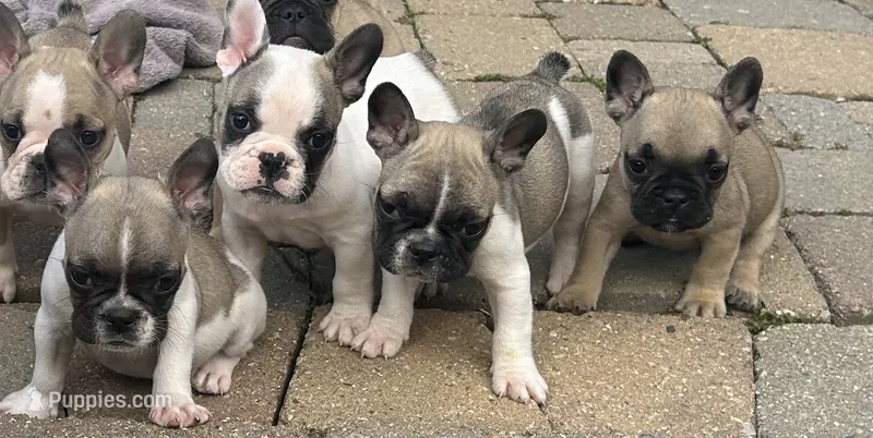 Greg – French Bulldog puppy for sale in Howell, MI