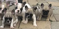 Greg, a male French Bulldog for sale in Howell, MI – 1 of 8