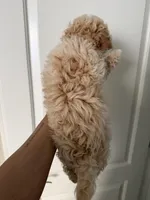 Maltipoo Boy, a male Maltipoo for sale in Buckeye, AZ – Photo 3 of 3