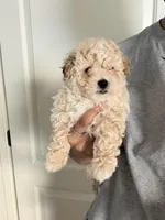 Maltipoo Boy, a male Maltipoo for sale in Buckeye, AZ – Photo 2 of 3