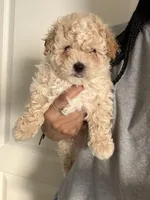 Maltipoo Boy, a male Maltipoo for sale in Buckeye, AZ – Photo 1 of 3