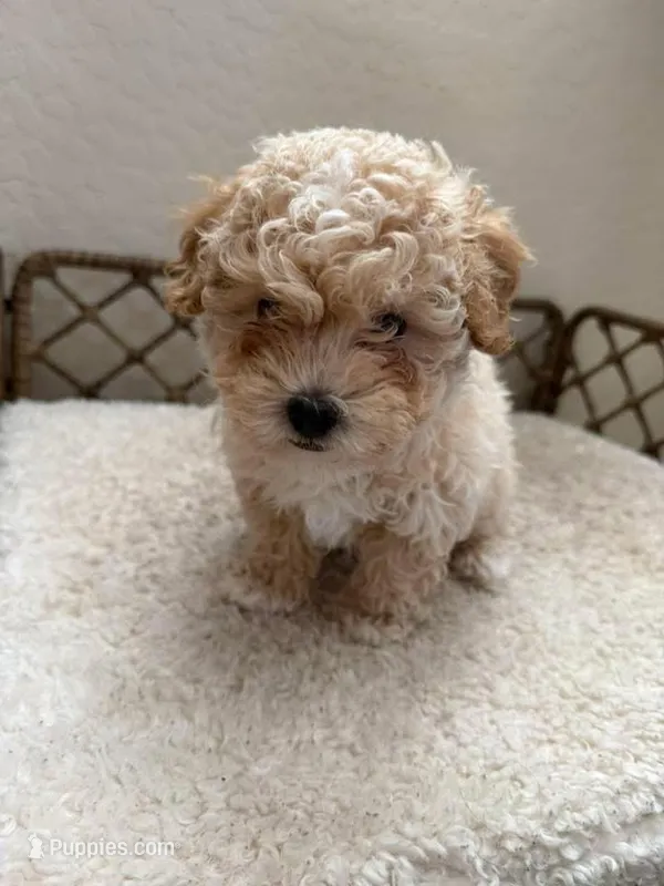 Maltipoo Boy – Maltipoo puppy for sale in Buckeye, AZ