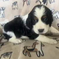 Harper, a female English Springer Spaniel for sale in Pearblossom, CA – Photo 5 of 6