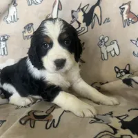 Harper, a female English Springer Spaniel for sale in Pearblossom, CA – Photo 6 of 6