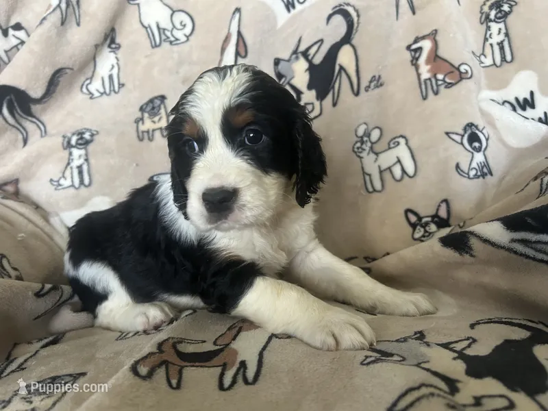 Harper – English Springer Spaniel puppy for sale in Pearblossom, CA