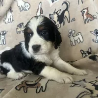 Harper, a female English Springer Spaniel for sale in Pearblossom, CA – Photo 1 of 6