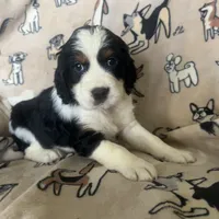 Harper, a female English Springer Spaniel for sale in Pearblossom, CA – Photo 3 of 6