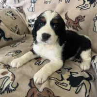 Harper, a female English Springer Spaniel for sale in Pearblossom, CA – Photo 4 of 6