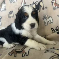 Harper, a female English Springer Spaniel for sale in Pearblossom, CA – Photo 2 of 6