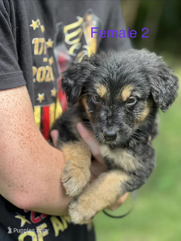 Lilah – German Shepherd Dog, Bernese Mountain Dog puppy for sale in Berryville, AR