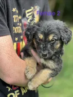 Lilah, a female German Shepherd Dog and Bernese Mountain Dog for sale in Berryville, AR – 1 of 5