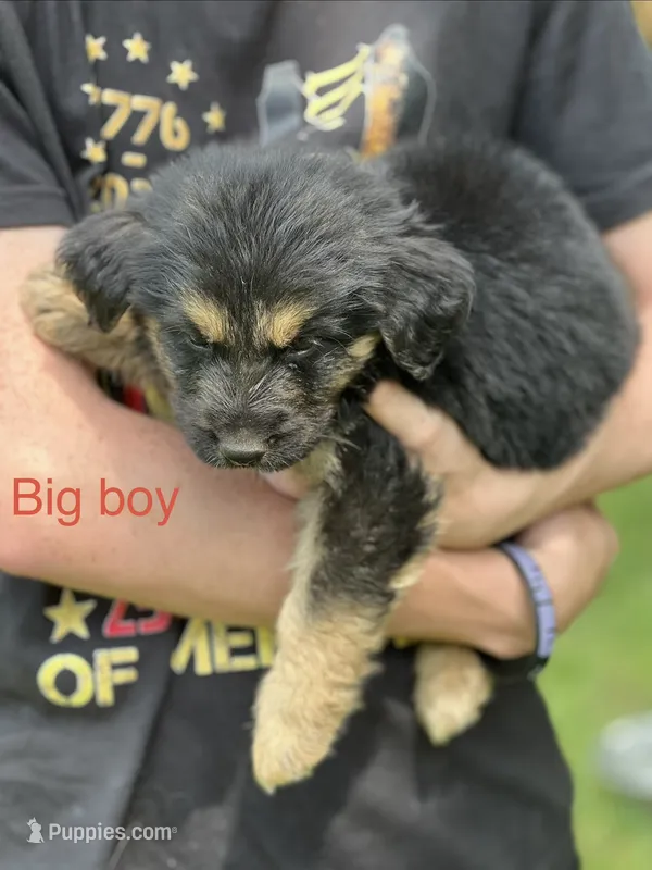 Big boy – German Shepherd Dog, Bernese Mountain Dog puppy for sale in Berryville, AR