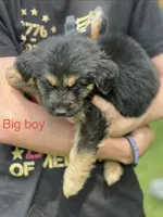 Big boy, a male German Shepherd Dog and Bernese Mountain Dog for sale in Berryville, AR – 1 of 2