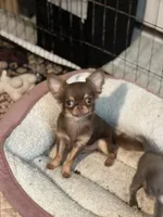 Munchkin, a female Chihuahua for sale in Berryville, AR – 3 of 9