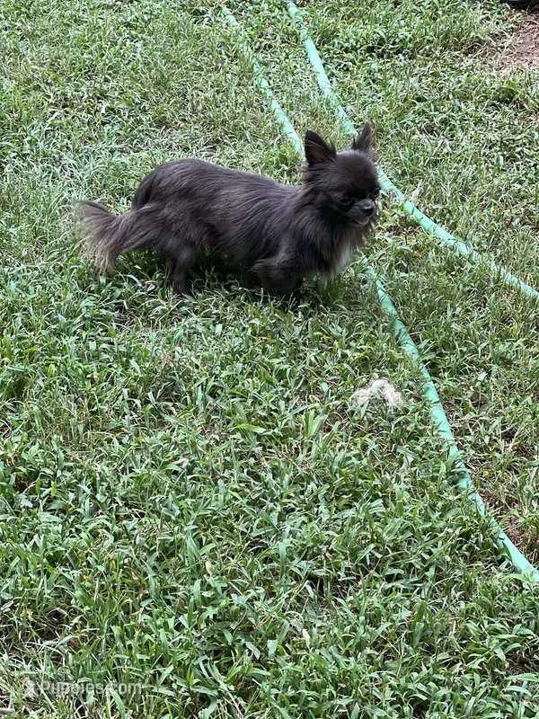 Denim  – Chihuahua puppy for sale in Berryville, AR