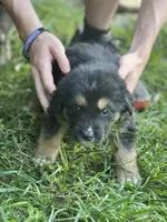 Luna , a female German Shepherd Dog and Bernese Mountain Dog for sale in Berryville, AR – 2 of 4