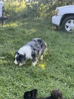 Gucci, a female Border Collie for sale in Berryville, AR – 8 of 10