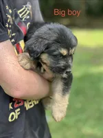 Big boy, a male German Shepherd Dog and Bernese Mountain Dog for sale in Berryville, AR – 2 of 2