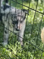 Ava, a female Border Collie and German Shepherd Dog for sale in Berryville, AR – 5 of 9