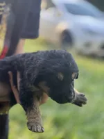 Lilah , a female German Shepherd Dog and Bernese Mountain Dog for sale in Berryville, AR – 2 of 2