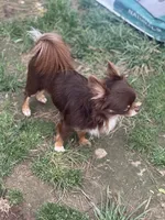 Papi, a male Chihuahua for sale in Berryville, AR – 3 of 3