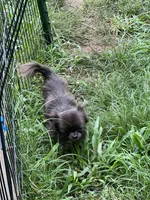 Denim , a male Chihuahua for sale in Berryville, AR – 10 of 10