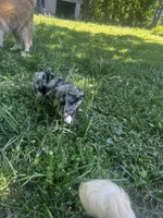 Ava, a female Border Collie and German Shepherd Dog for sale in Berryville, AR – 7 of 9