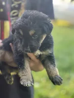 Lilah , a female German Shepherd Dog and Bernese Mountain Dog for sale in Berryville, AR – 1 of 2