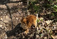 Diva , a female Chihuahua for sale in Berryville, AR – 3 of 3