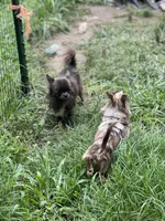 Denim , a male Chihuahua for sale in Berryville, AR – 9 of 10