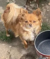 Diva , a female Chihuahua for sale in Berryville, AR – 1 of 3