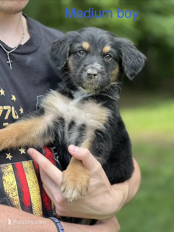 Medium boy – German Shepherd Dog, Bernese Mountain Dog puppy for sale in Berryville, AR