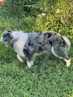 Gucci, a female Border Collie for sale in Berryville, AR – 10 of 10