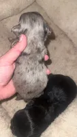 Charming, a male Chihuahua for sale in Berryville, AR – 9 of 10