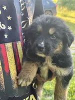 Luna , a female German Shepherd Dog and Bernese Mountain Dog for sale in Berryville, AR – 4 of 4