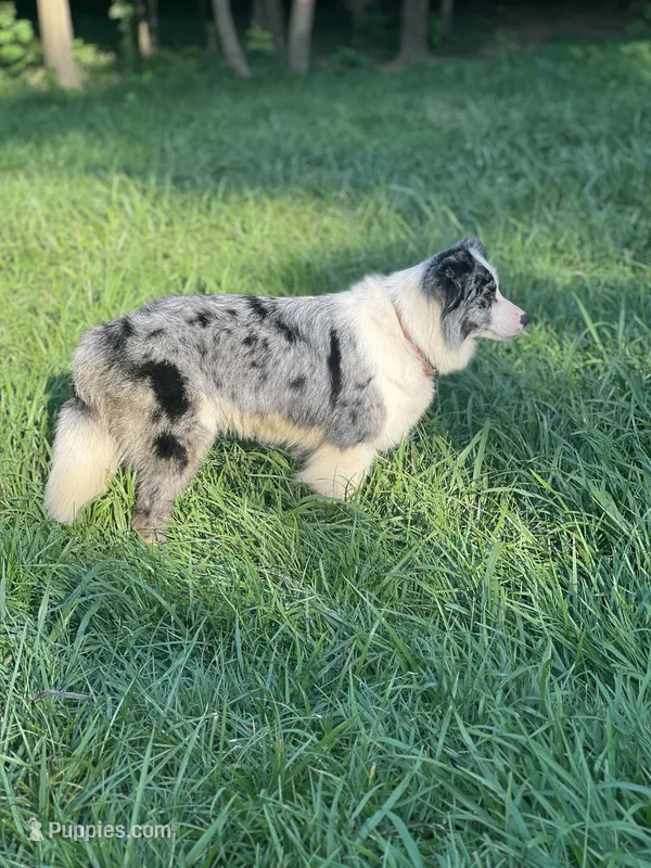 Gucci – Border Collie puppy for sale in Berryville, AR