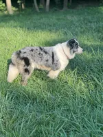 Gucci, a female Border Collie for sale in Berryville, AR – 1 of 10