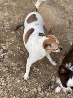 Bibi, a female Chihuahua for sale in Berryville, AR – 4 of 4
