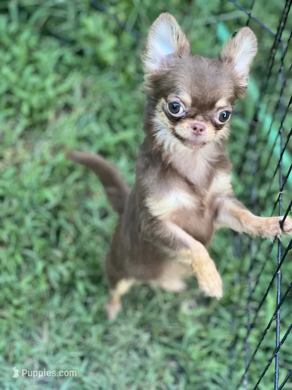 Munchkin – Chihuahua puppy for sale in Berryville, AR