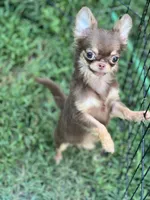 Munchkin, a female Chihuahua for sale in Berryville, AR – 1 of 9