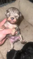 Charming, a male Chihuahua for sale in Berryville, AR – 2 of 10