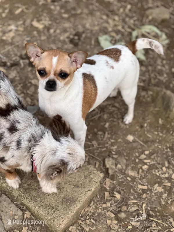 Bibi – Chihuahua puppy for sale in Berryville, AR
